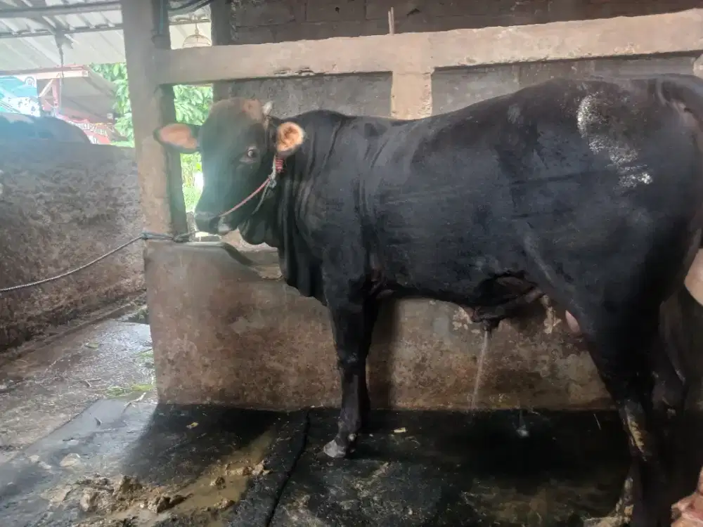 Jual hewan qurban sapi