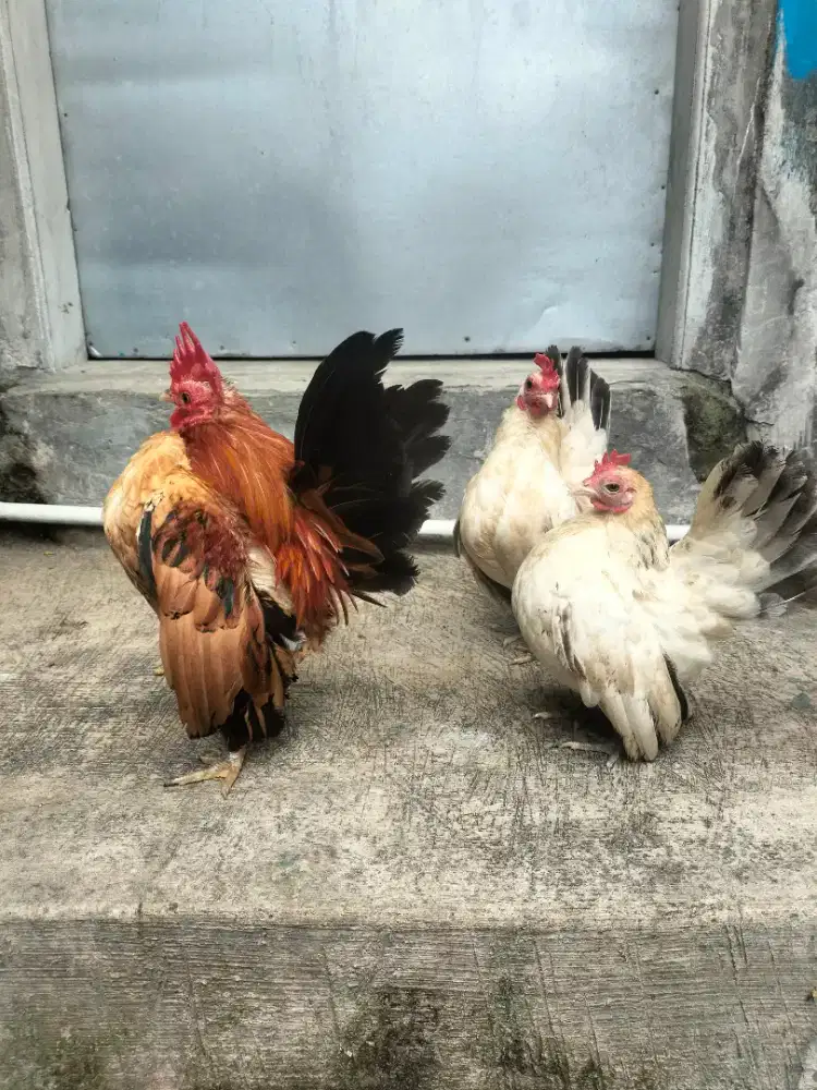 Ayam Serama sepaket