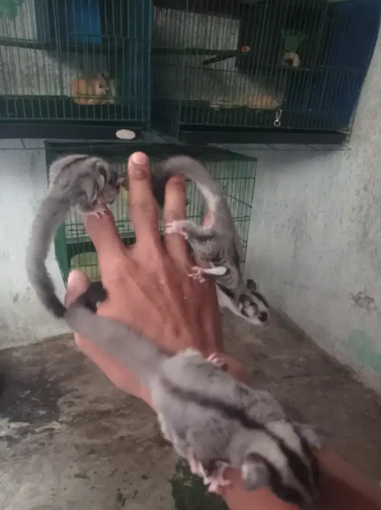 Sugar glider clasic grey