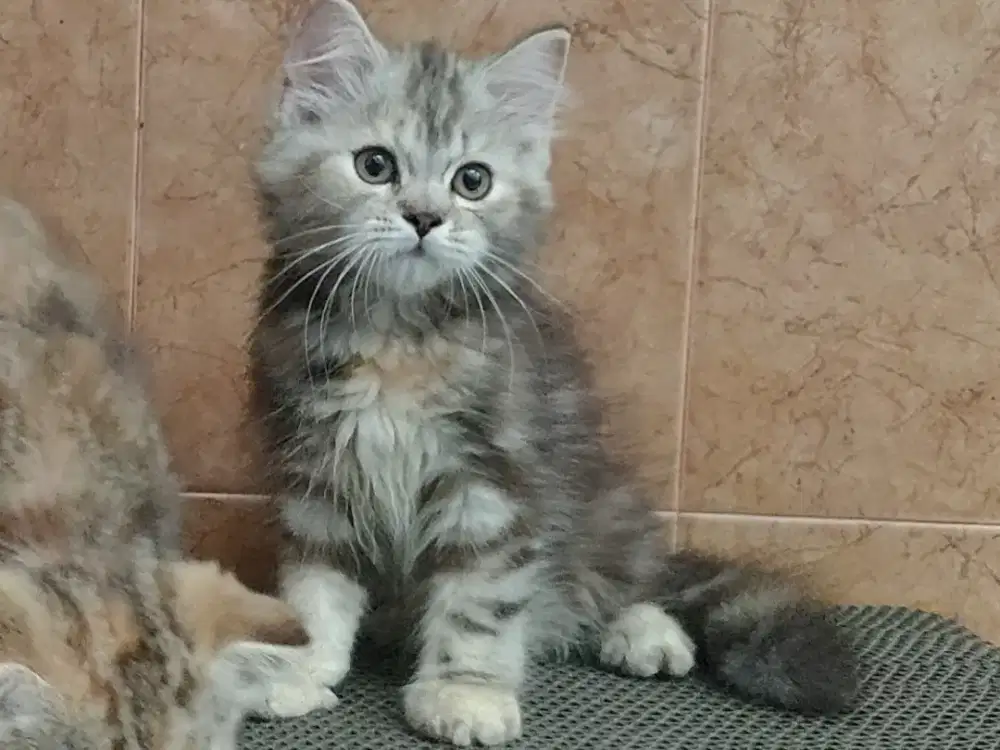Kitten Scottish straight betina