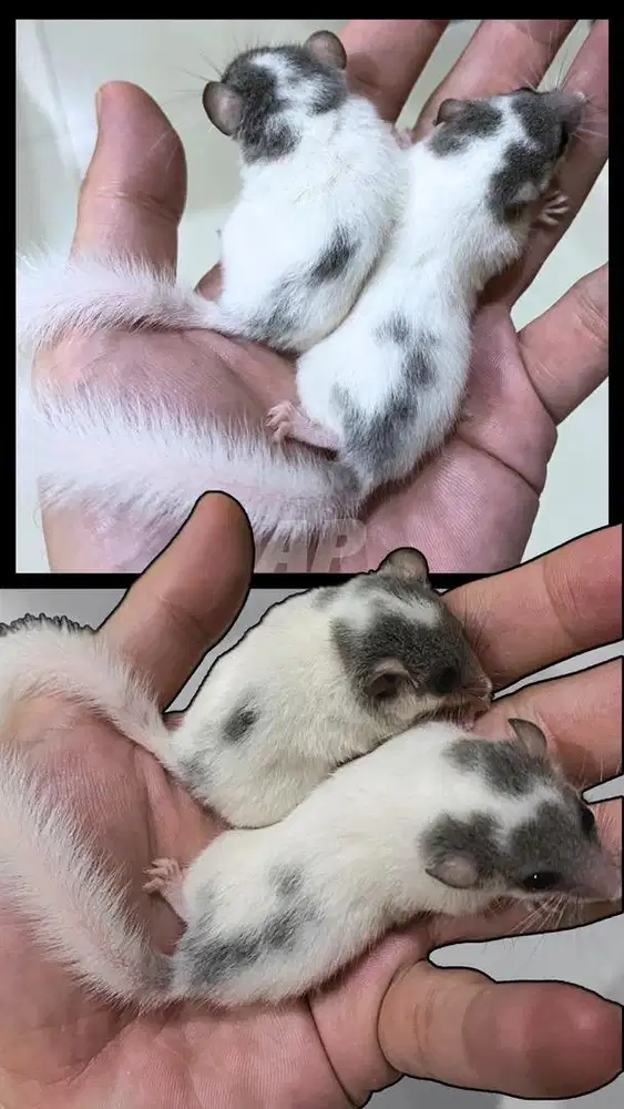 Tupai Mini Afrika alias Dormice