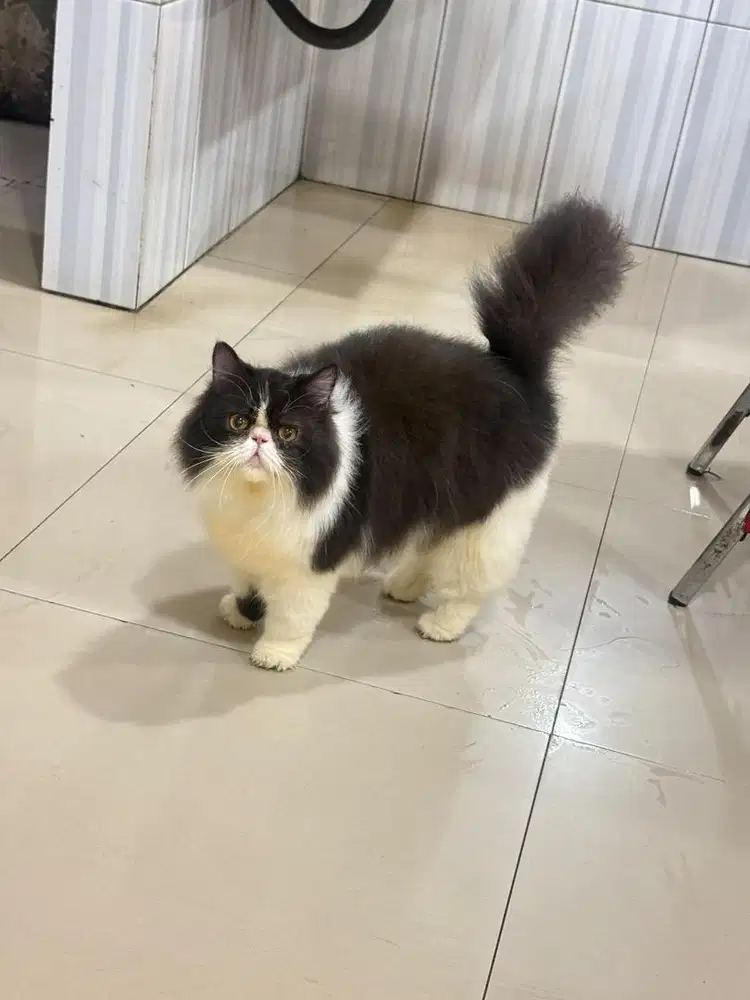 Jual kucing peaknose jantan steril 1setemgah thn