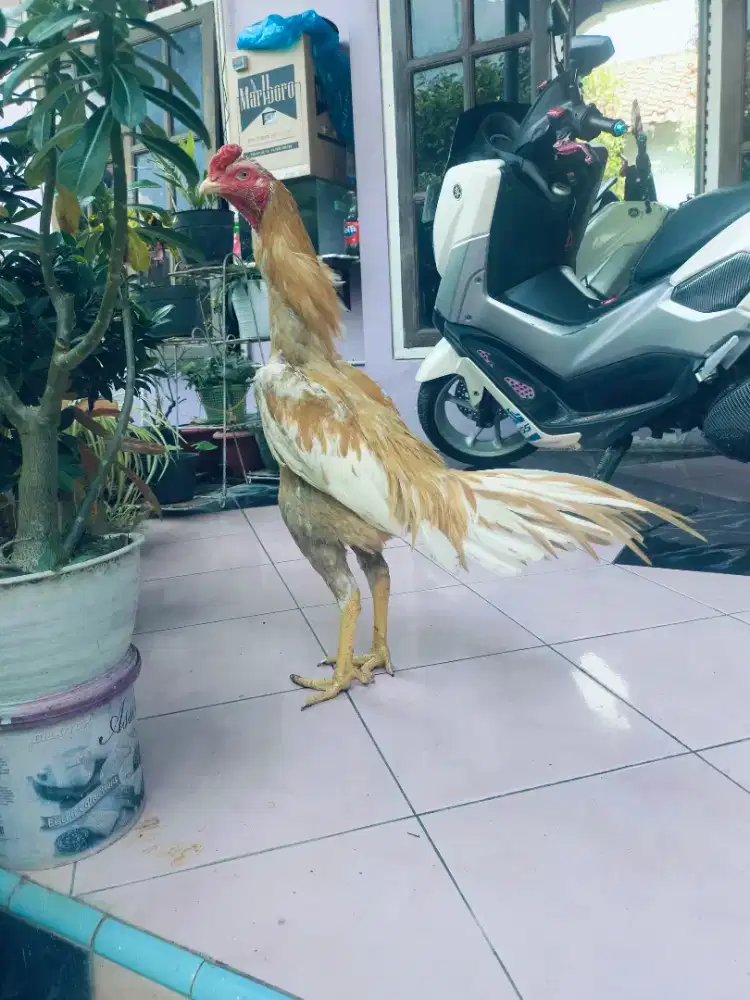 Ayam hias ekor lidi
