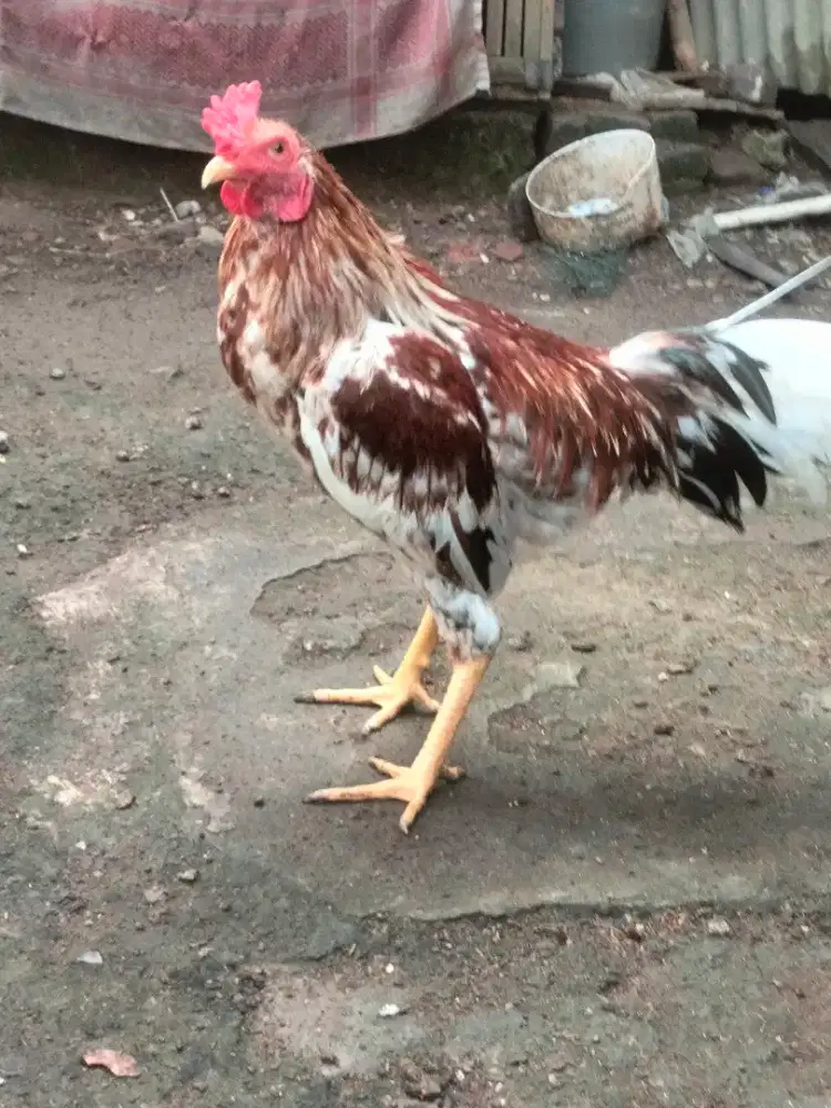 Ayam ketawa x Bangkok