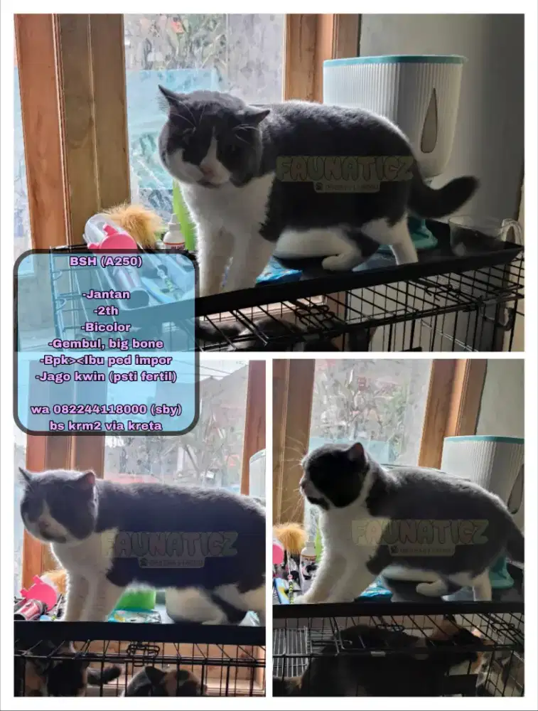 Kucing BSH (bicolor)