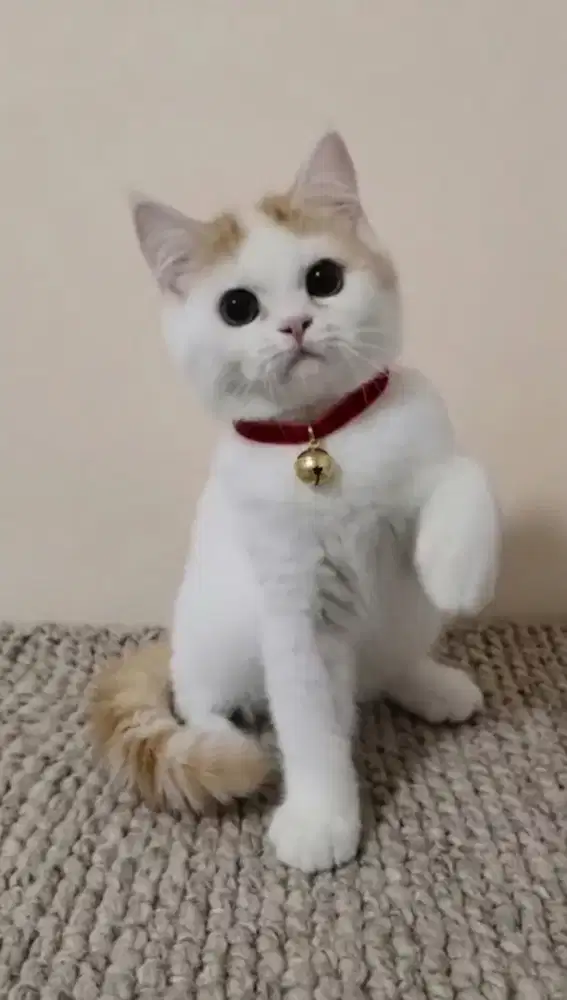 BSH Bico Red Tabby Jantan