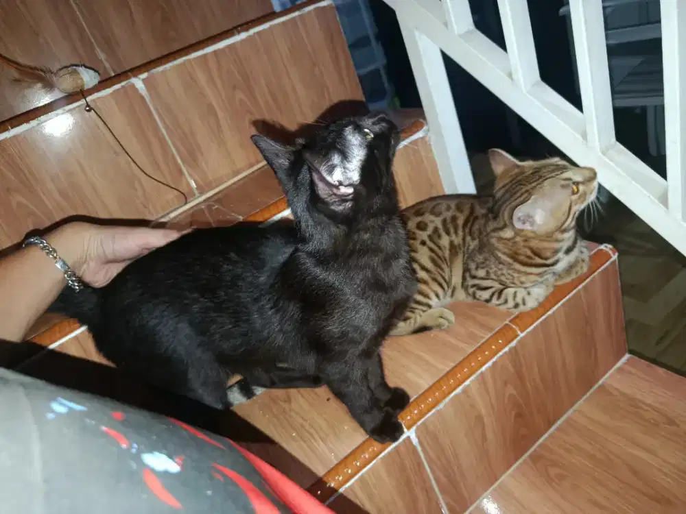 Kucing hitam melanisticc