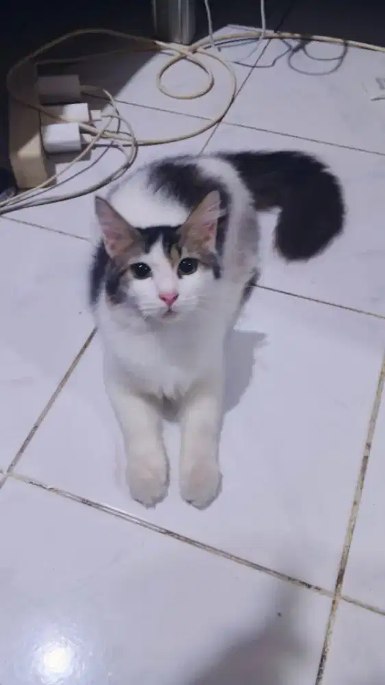 Lepas adopsi jantan umur 5 bln
