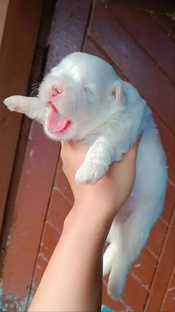Jual puppy maltese