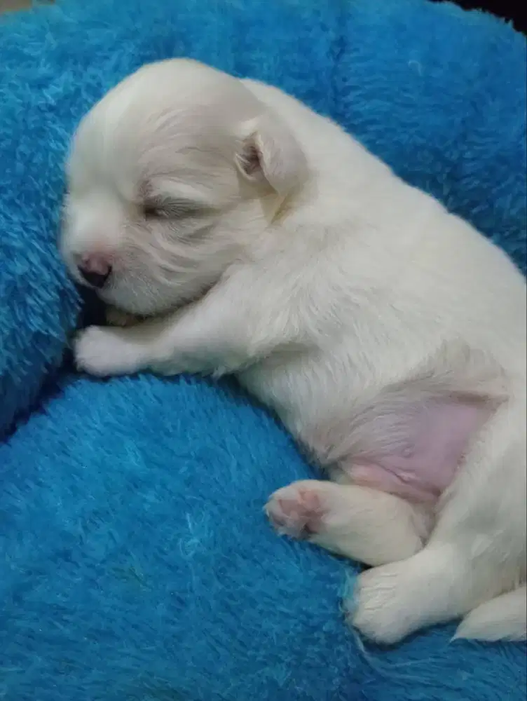 JUAL PUPPY MALTESE