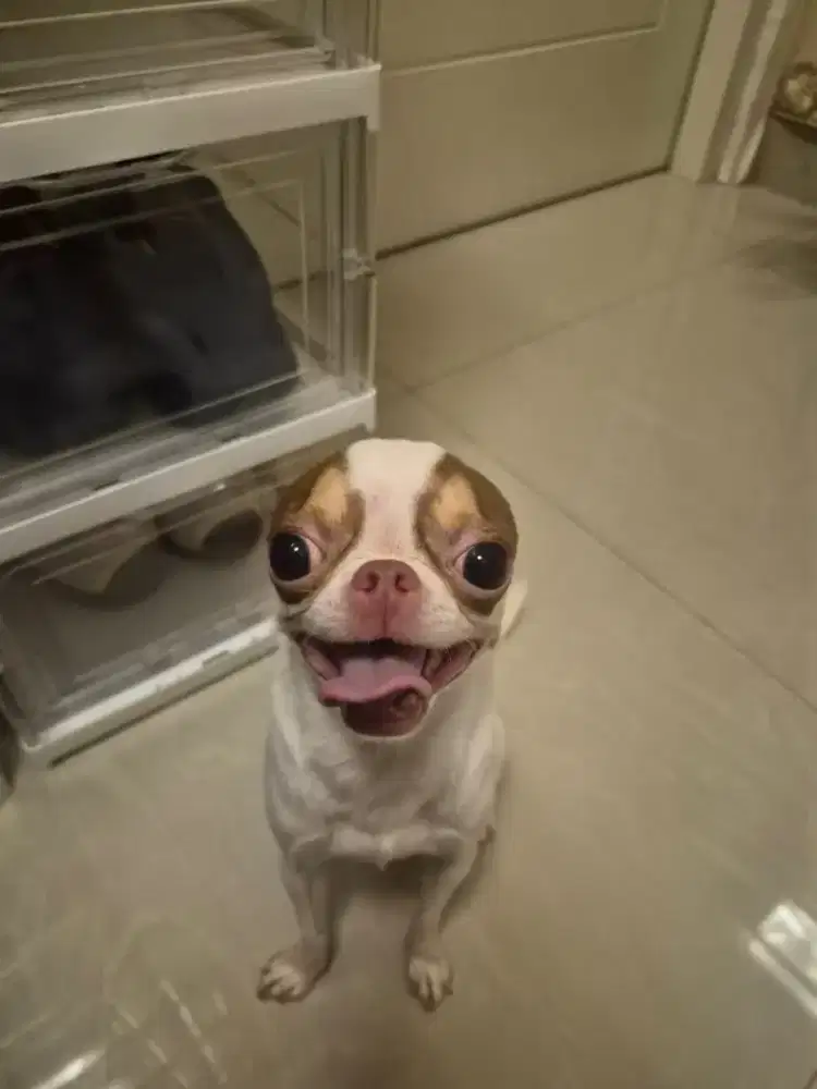Dicari cihuahua betina