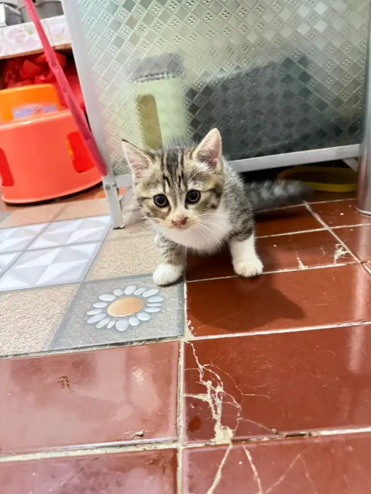 Munchkin NS tabby betina
