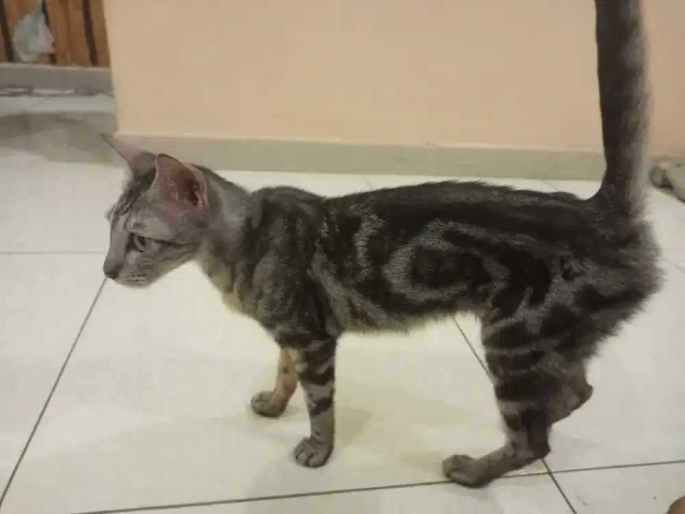 Kucing marble betina