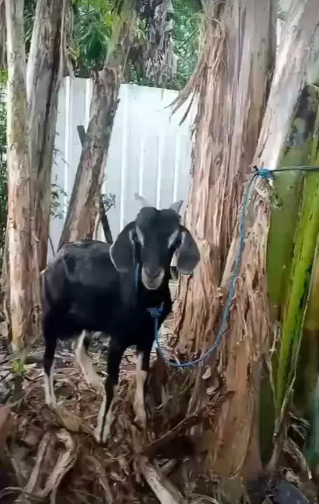 Kambing jenis kacang