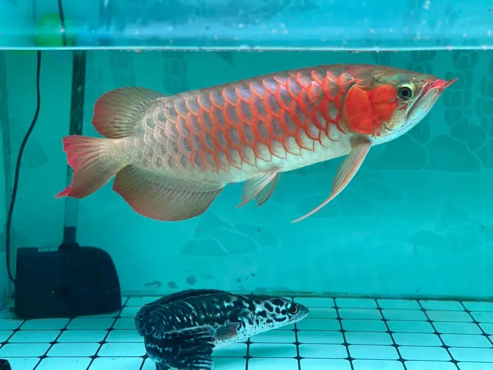Ikan arwana cakep mantap size 45cm