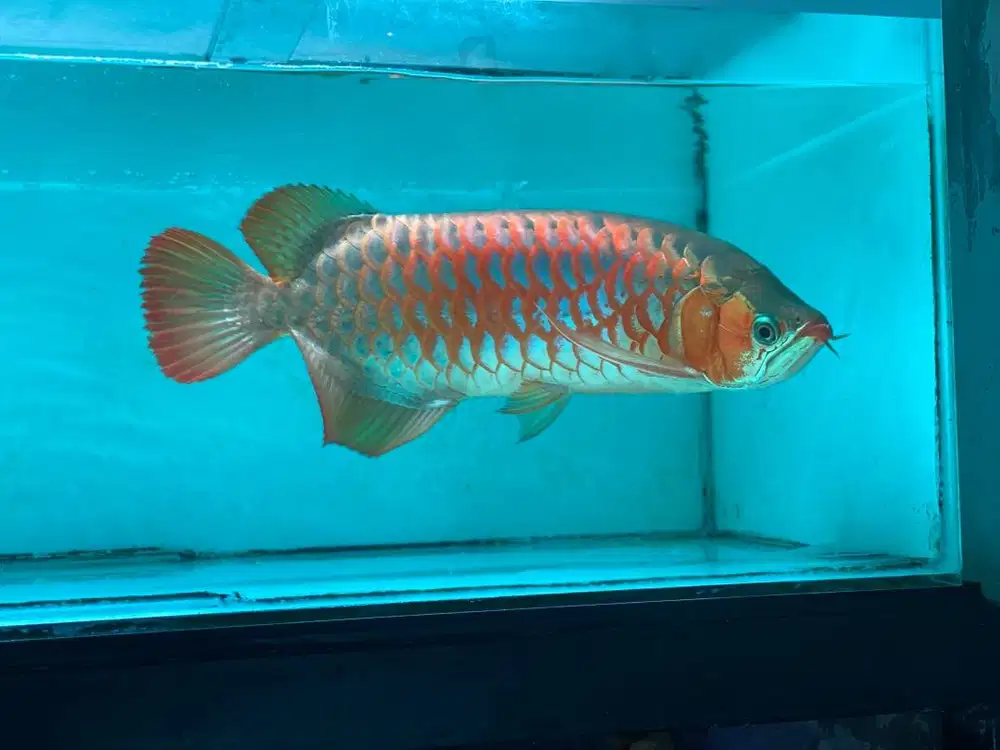 Ikan Arwana cakep body petak metalic kencang 45cm