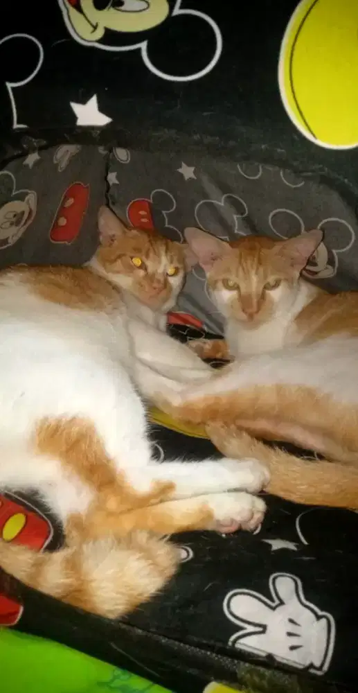 Mencari pekerjaan an halal