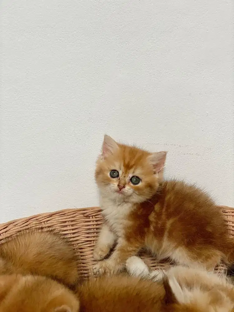 BRITISH SHORT HAIR / BSH GOLDEN
