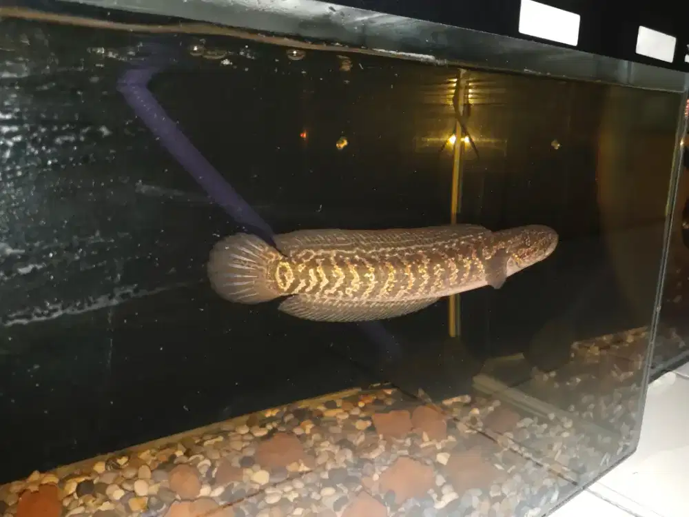 Ikan Channa Asiatica Kalimaya