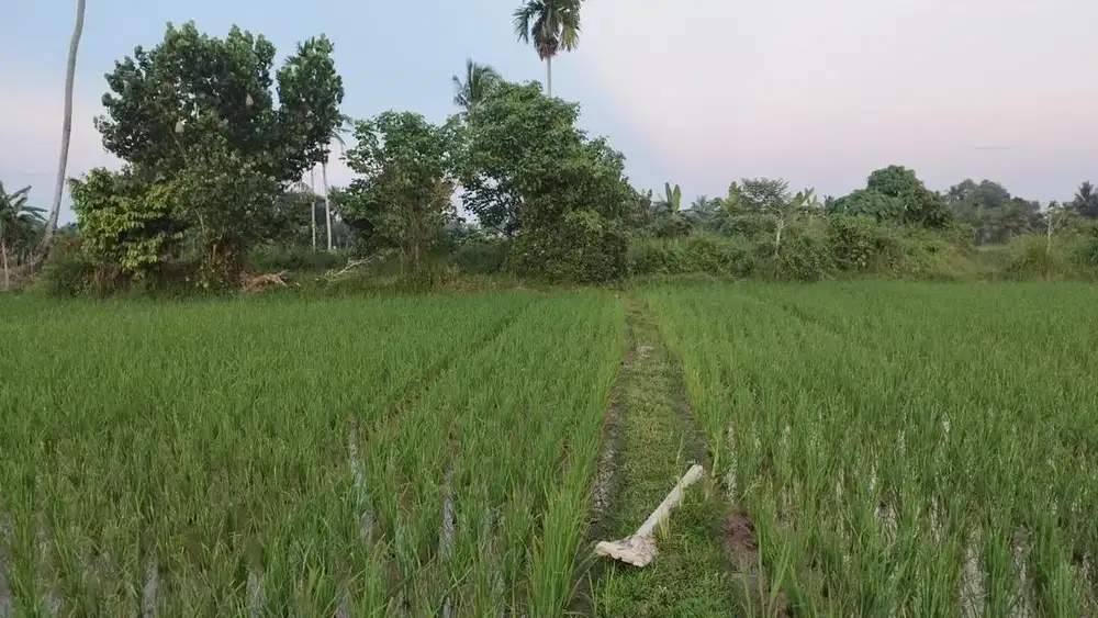 Dijual Cepat Sawah di alue pineung belakang polsek.