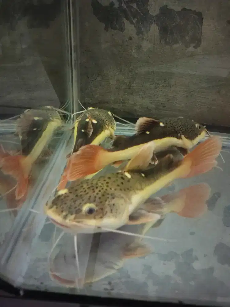 Borongan Ikan Rtc Ukuran 15-18cm (5ekor)