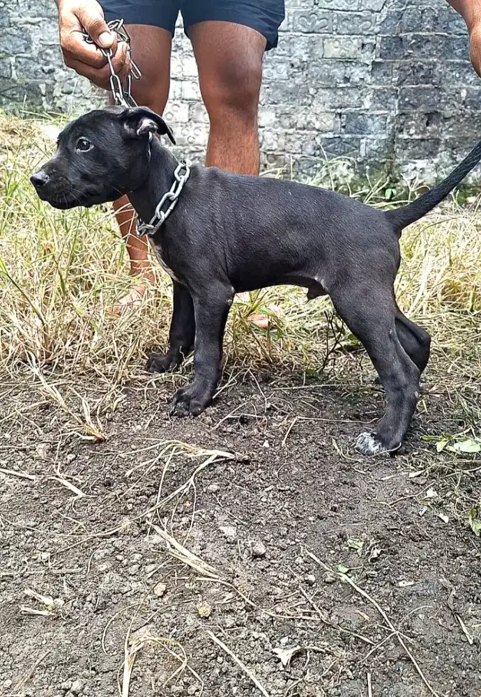Pitbull jantan 2bln
