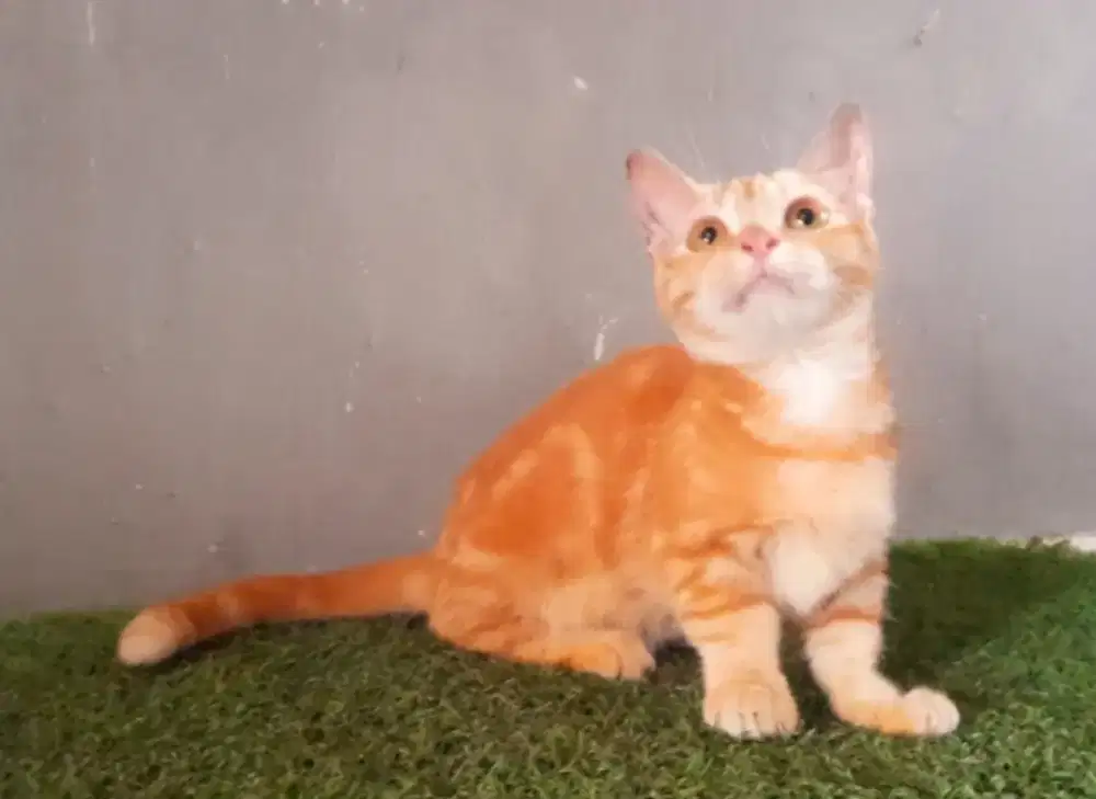 Munchkin female