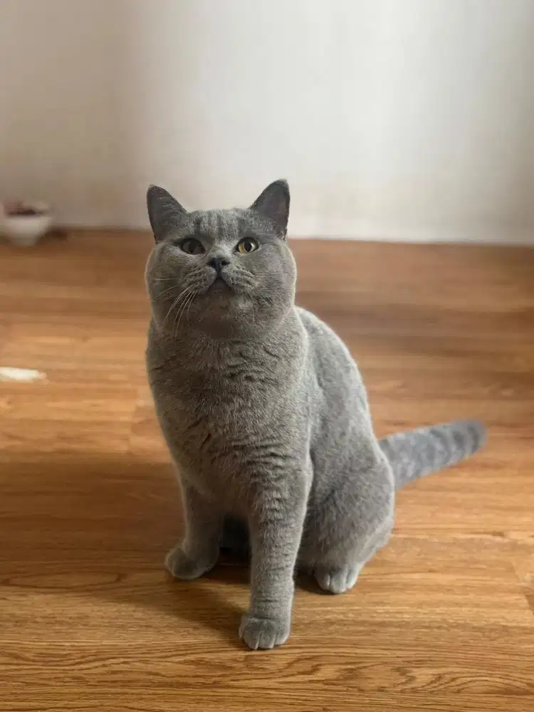 BSH british Shorthair Male