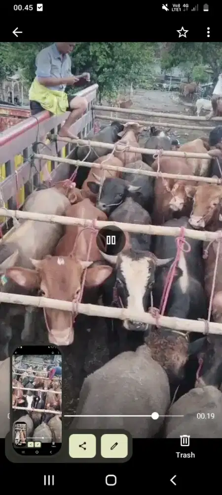 Sapi qurban sehat terawat