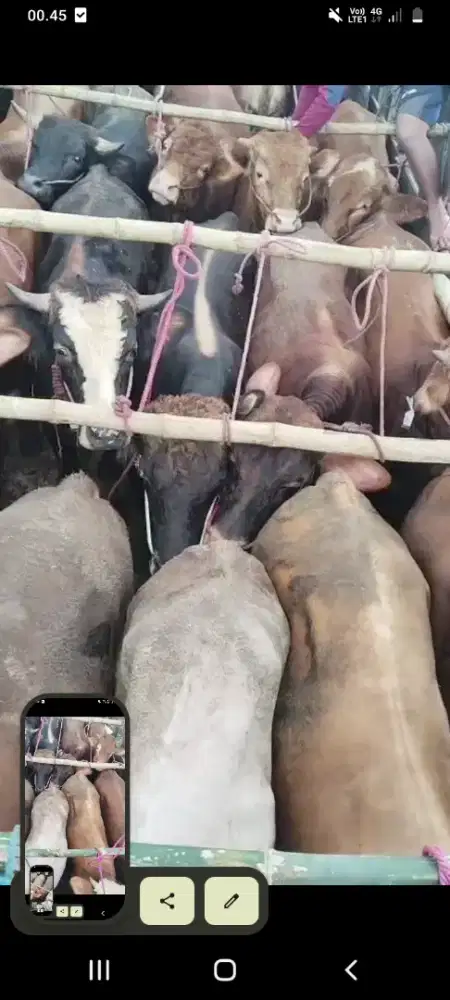 Sapi qurban lemosin Pegon dan PO
