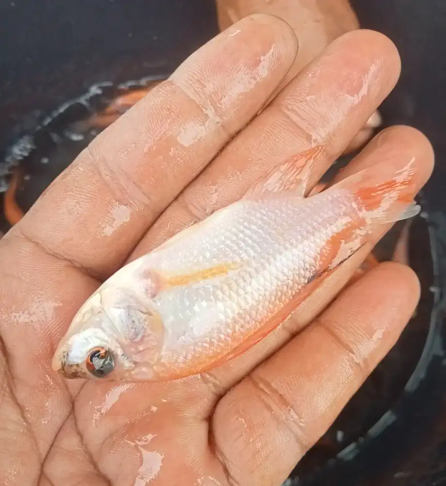 Bibit nila Bangkok merah