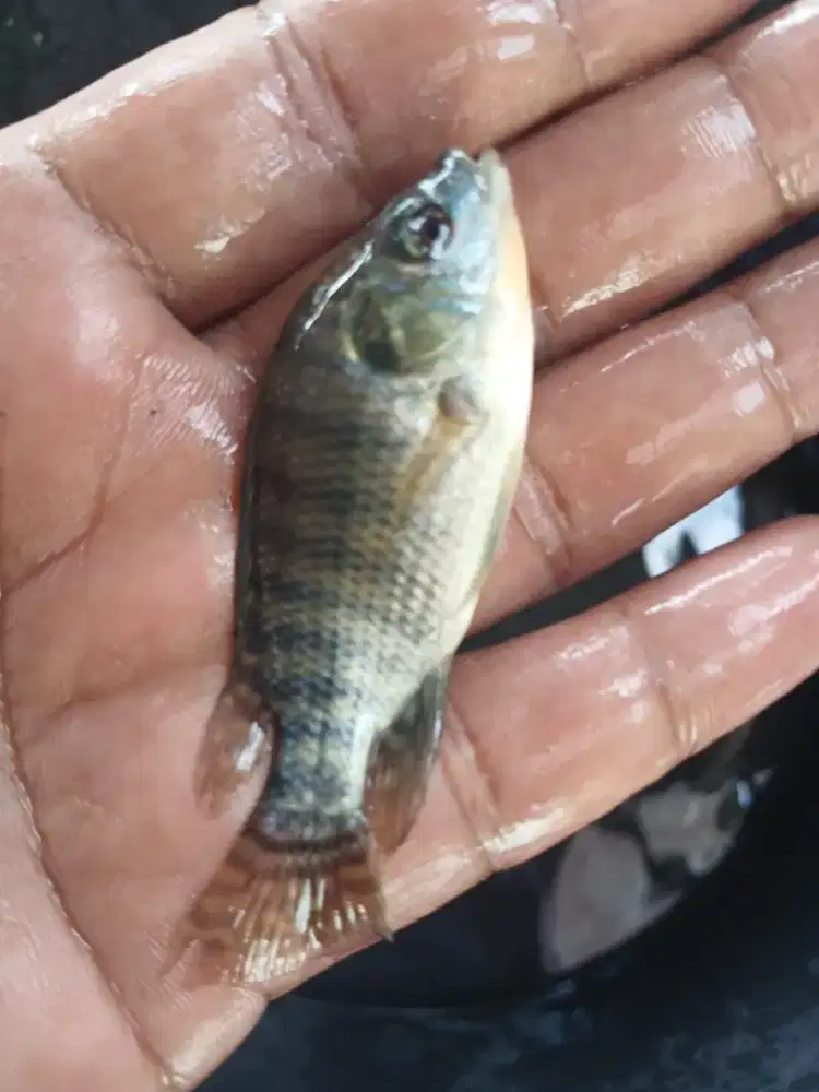 Bibit ikan nila hitam f1