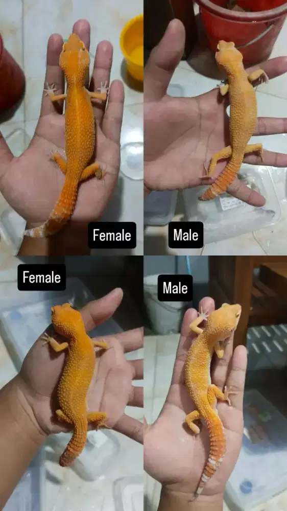 Jual gecko sunglow ovulasi&birahi, data lengkap aman