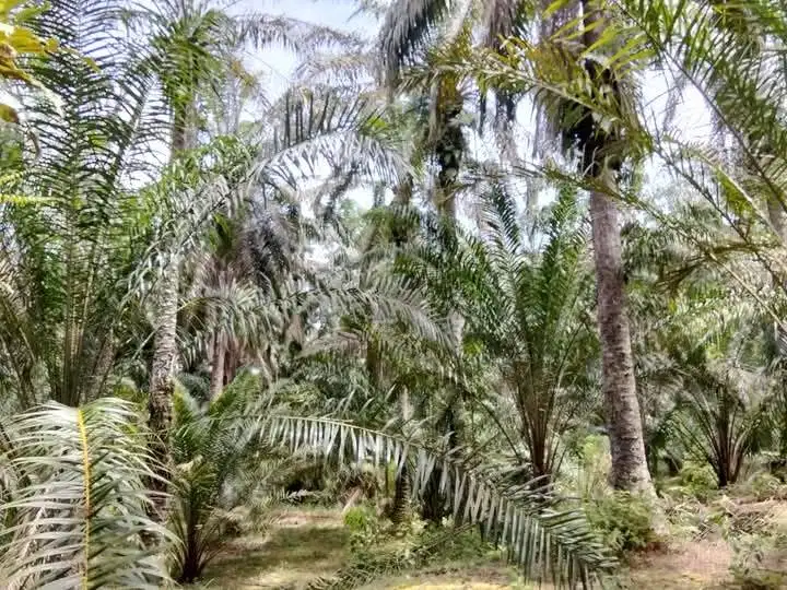 Jual lahan Perkebunan Kelapa sawit