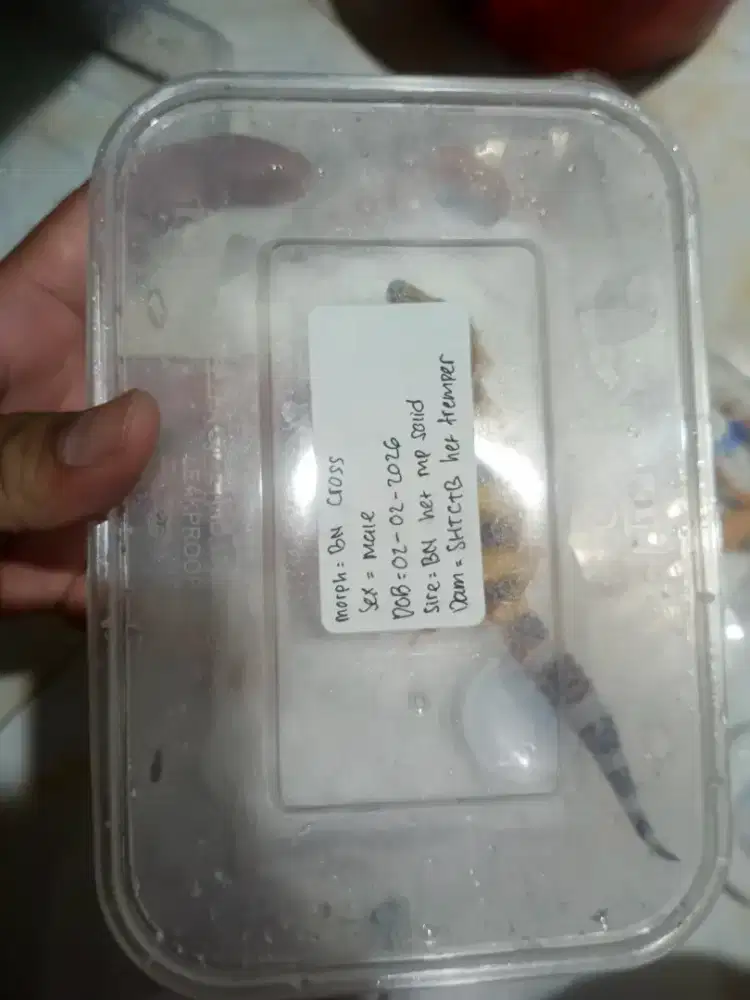 Bn cross data aman lengkap