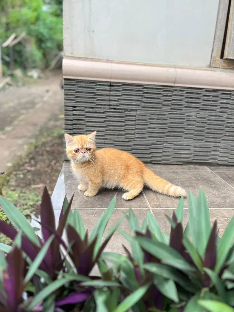 Kucing munchkin peaknose exo cebol kitten exotic shorthair