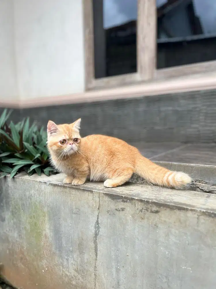 Kucing munchkin peaknose exo kitten exotic shorthair cebol