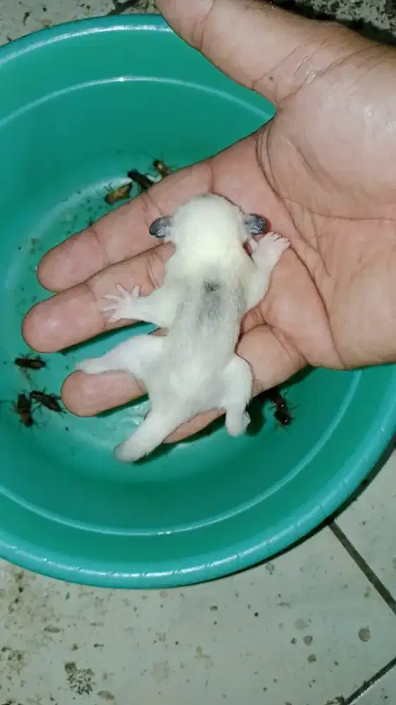 Sugar glider mozaik