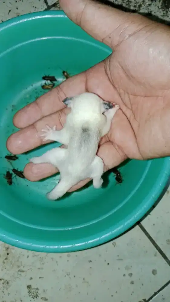 Sugar glider moza