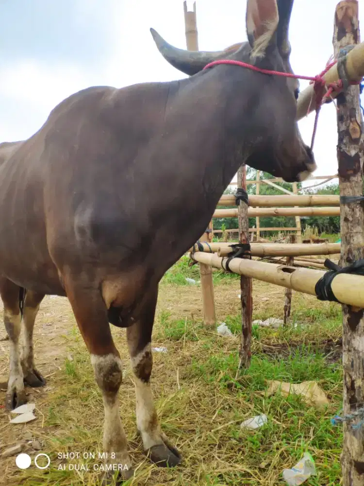 Sapi qurban sapi bima Limousine,ongole,brangus po lng semua ada disini