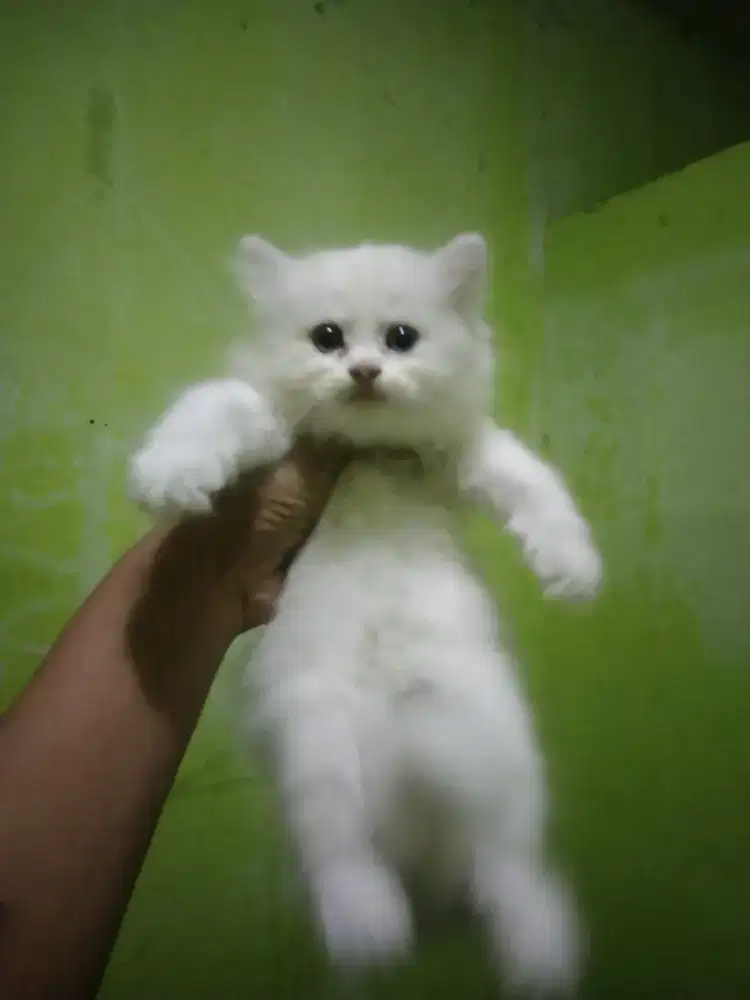 Kucing Persia mix ragdol usia 2 bulan betina