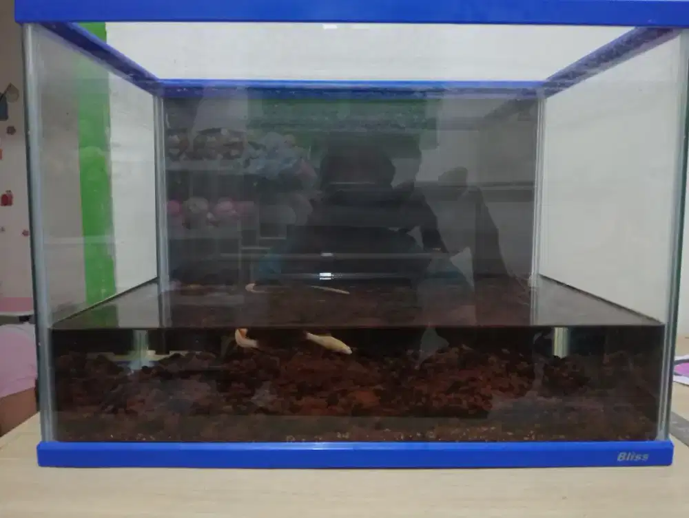 aquarium bahari bliss