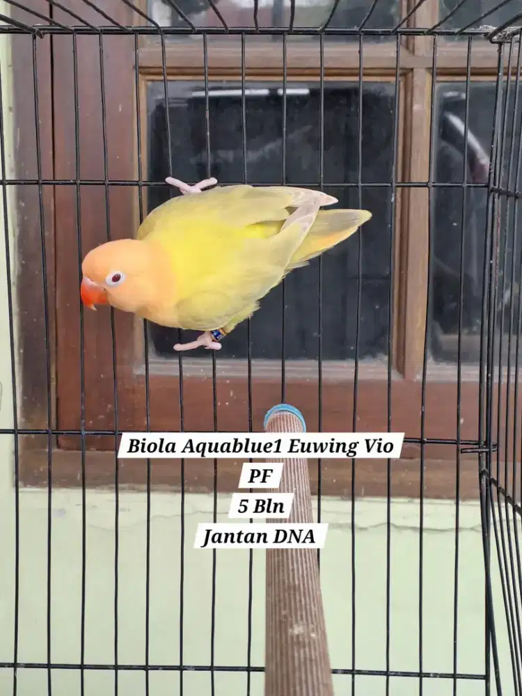 Lovebird Paud Jantan Biola Aqua Blue1 Euwing Violet Pale Fallow (PF)