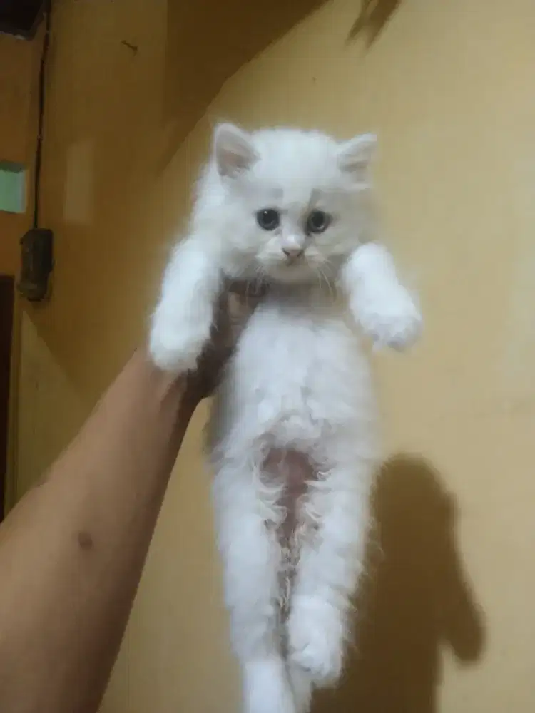 Persia longhair 2 bulan betina