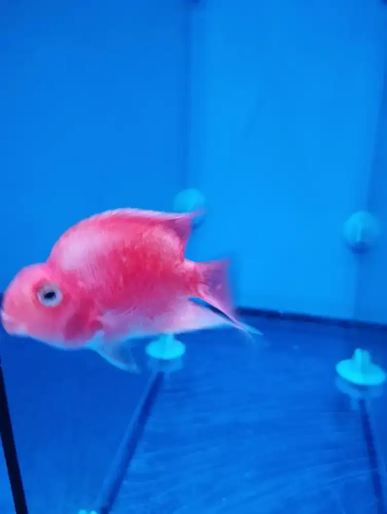 Ikan Red Parrot
