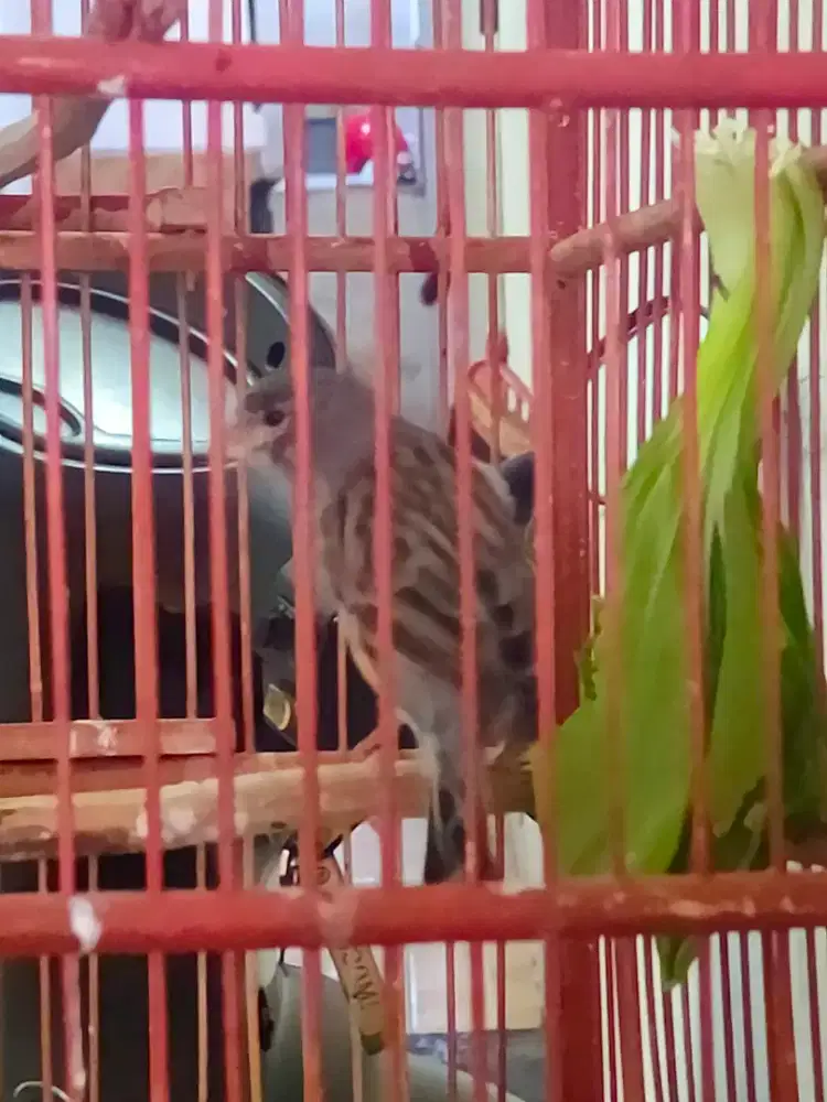 Kenari loper betina