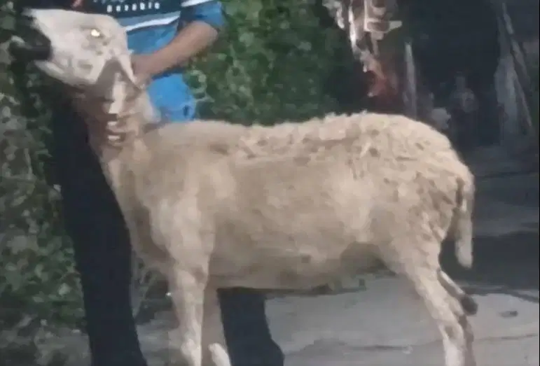 domba betina 35kiloanUP siap hewan kurban murmer ekonomisan jamin puas