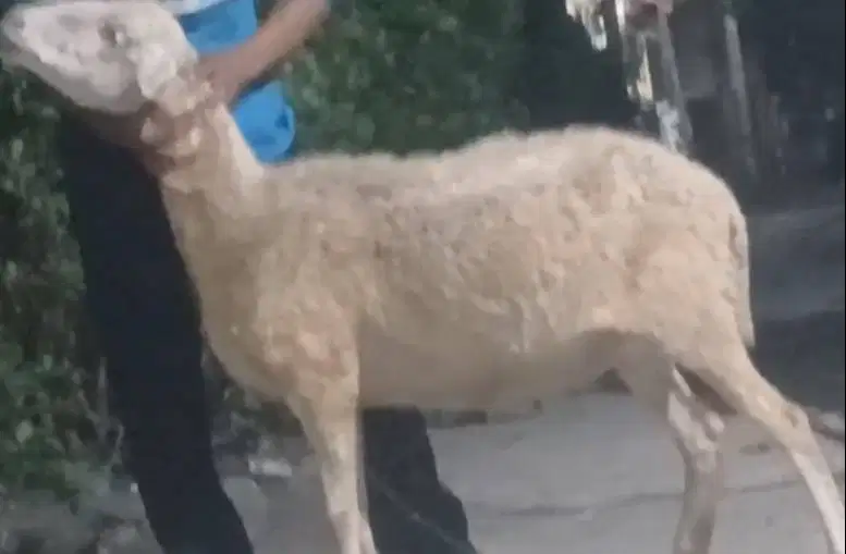 domba betina 35kiloanUP siap hewan kurban murmer ekonomisan jamin puas