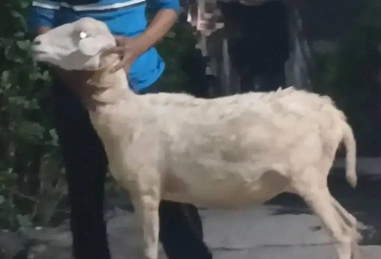 domba betina 35kiloanUp majiran siap hewan kurban murmer ekonomisan ok