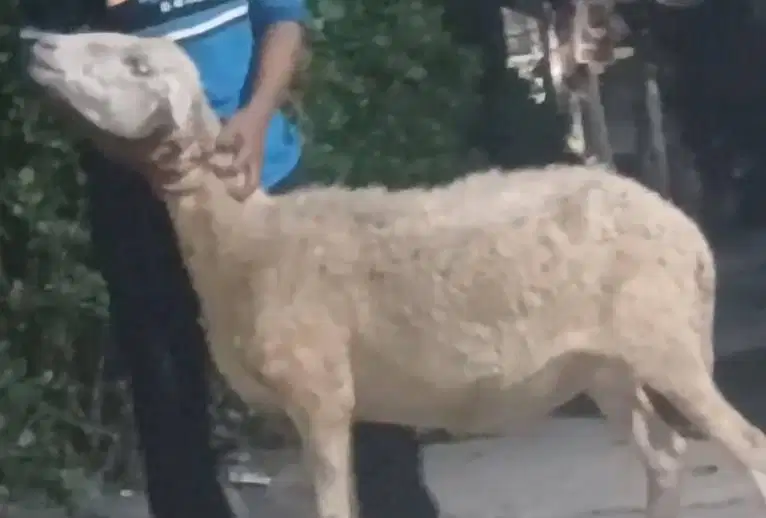 domba betina 35kiloanUp majiran siap hewan kurban murmer ekonomisan ok